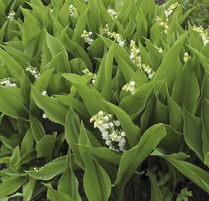Liljekonvalj Convallaria majalis Stora ovala blad med blank undersida, ofta i utbredda bestånd.