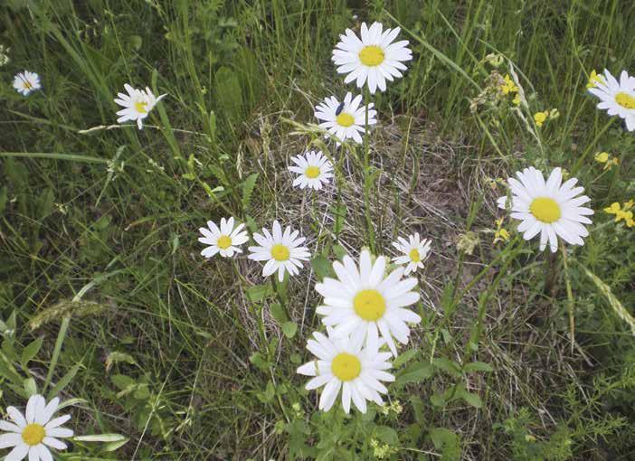 Prästkrage Leucanthemum vulgare Karaktäristiska blomkorgar med vita strålblommor och gula rörblommor.