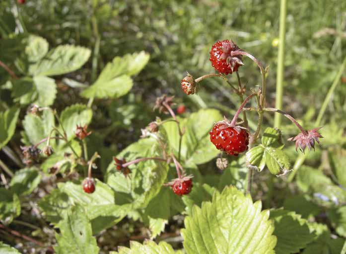 Smultron Fragaria vesca Bär och blommor omisskännliga. Blad sammansatta av tre småblad. Öppen, torr-frisk, mager-något gödselpåverkad gräsmark. Maj juli.