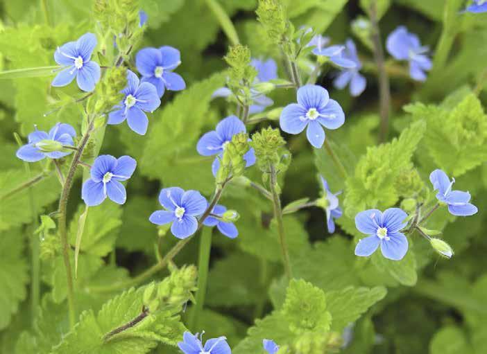 Teveronika Veronica chamaedrys 4 klarblå kronblad. Små blomklasar på långa skaft från bladvecken.