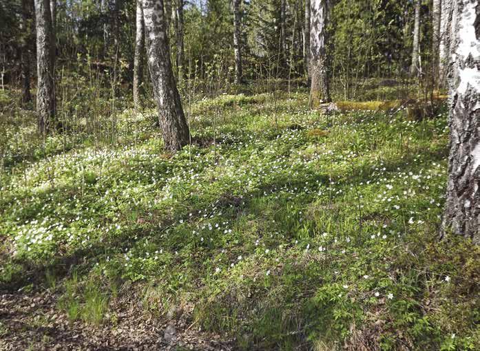 Vitsippa Anemone nemorosa Omisskännlig vårblomma.