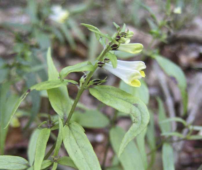 Ängskovall Melampyrum pratense Avlång, trattlik krona med en gul mynning som övergår i en vit pip. Hela avlånga blad som sitter mittemot varandra på stjälken.