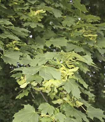 Lönn Acer platanoides