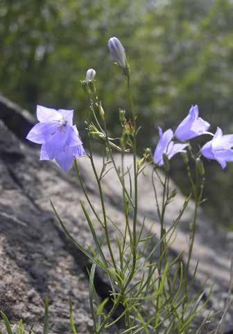 Blåklocka Arter inom släktet Campanula Liten blåklocka Stor blåklocka Karaktäristiskt himmelsblå,