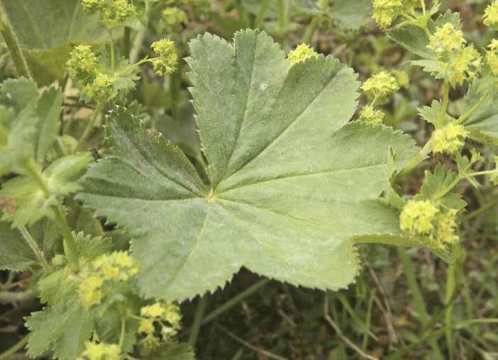 Daggkåpa Arter inom släktet Alchemilla Stora runda blad med 5 11 flikar. Gröngula blommor.