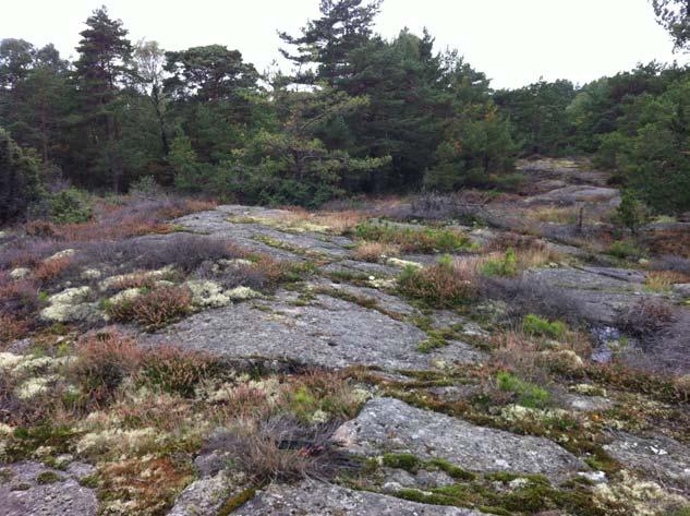 Bergab Berggelgiska Undersökningar AB Detaljplan Brttkärr & Uggledal Bergteknisk utredning avseende risk för ras ch blcknedfall Ftn Ft 1) Västra höjdmrådet, uppe på platån.