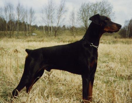 ÅTERVALL S BACCHUS S 31428/87h född: 1987-04-29 e: Doberhill Black Winston N 19517/83h u: Doberhill Brown Uzita N 17373/83 Uppfödare: Lars o Catarina Holmström, Ingarö Ägare: Anette Ljöner, Järfälla