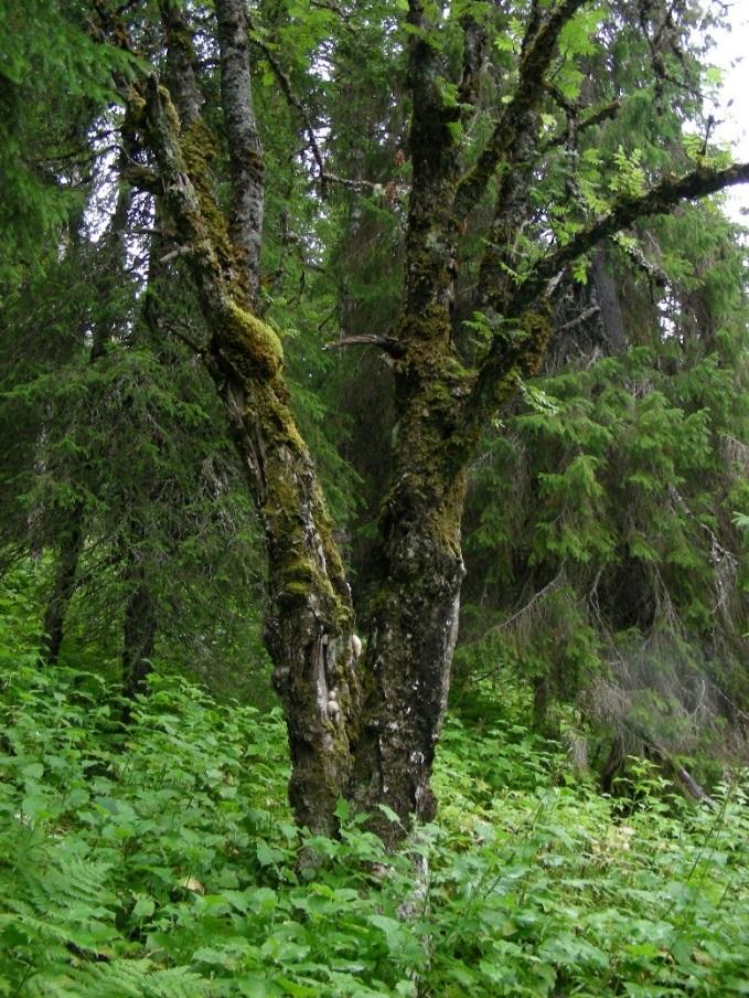 6 / 9 PLANDEL Skötsel och förvaltning av naturreservatets naturvärden Samma förvaltningsinriktning gäller för hela naturreservatet som i skötselplanen benämns som skötselområde A.