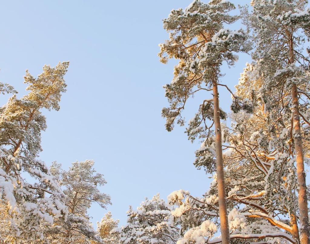 Skogen är stor och träden många, men Senna är inte rädd. Hon känner alla skrymslen och vrår.