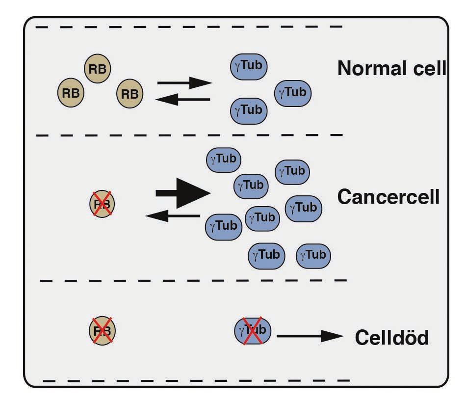 Figur 2: Schematisk bild som visar hur gammatubulin (γtub) kan användas som mål för utveckling av en ny anti-cancerterapi.