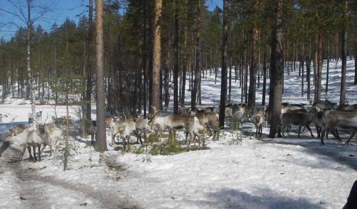 RIKSINTRESSEN Riksintressen ska skyddas mot påtaglig skada. Följande riksintressen berör Bjurholms kommun.