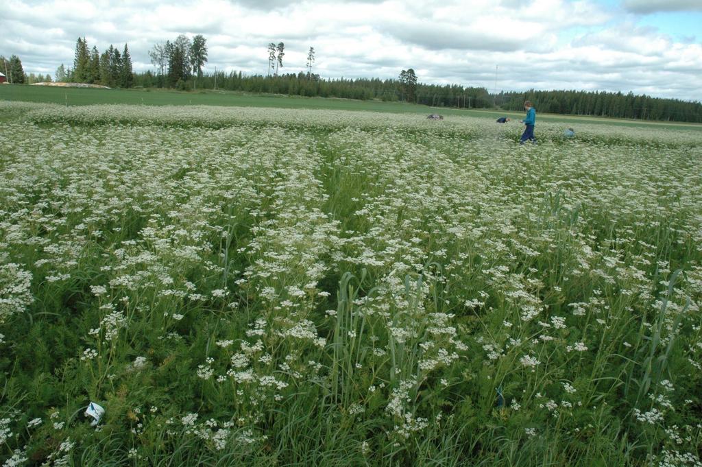 Kumminet blommade i rader, då det var anlagt i