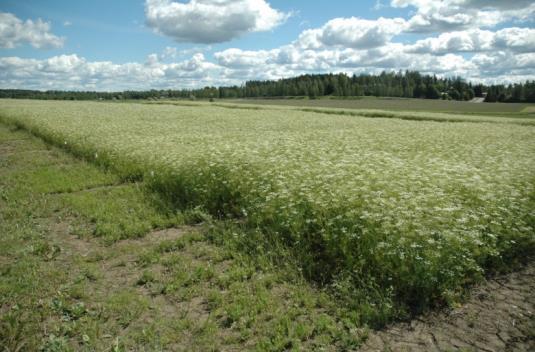 bestånd Stadigt rotsystem, kraftig