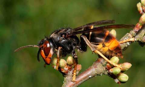 Sammetsgetingen Vacker men oönskad Foto: Jean Haxaire Sammetsgetingen är en invasiv främmande art i Europa, som kan ställa till stor skada för biodlarnäringen och frukt- och bärodlingen.