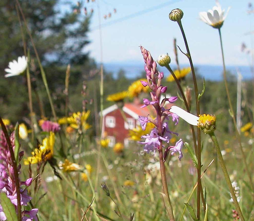 Humlor som pollinerar äppelträden är önskvärda, medan den humla som pollinerade vitklövern i gräsmattan som man