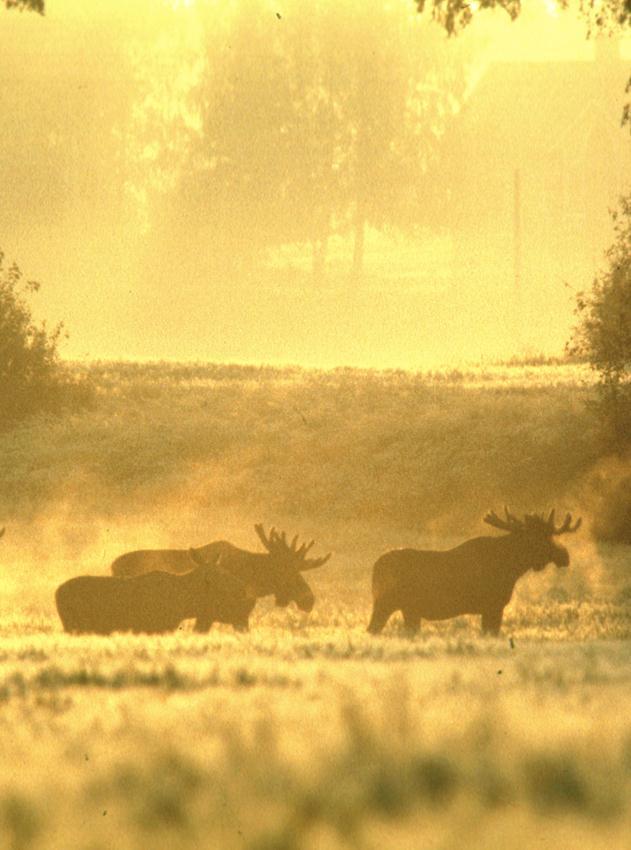 ÄLG Nytt älgjaktssystem från regional till lokal nivå 10 miljoner försvinner Något minskad avskjutning 290 000 jägare, 35 000 jaktlag,