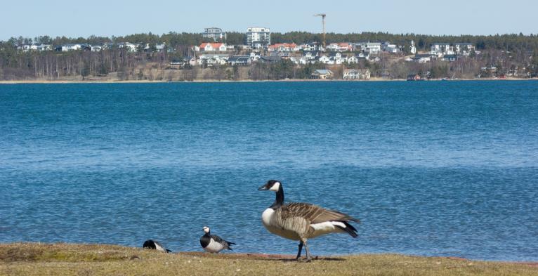 Solberget Solberget är ett bostadsområde i Vesterkalmare i Jomala kommun på Åland. Det har en fantastisk utsikt över staden Mariehamn badande i kvällssol och havsviken Slemmern.