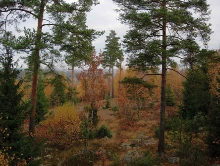 (Westerlind, 1993) Södra Skogen var antagligen pga. markförhållanden, fortfarande främst täckt av barrskog men med större inslag av lövträd än idag.