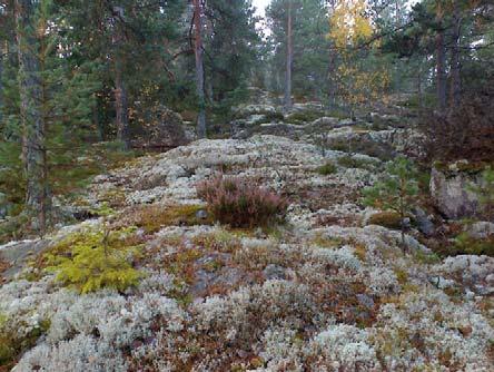 12 / Inventeringen till grönplanen gjordes i sommar/ höst 2007 av arkitekten Louise Naversten och landskapsarkitekten Lars Böhme.