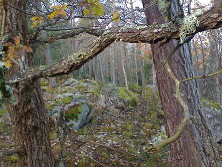 2 Bevarande av större sammanhängande naturområden En landskapstyp som är karaktäristisk för Hedlandet är det skogsdominerade mosaiklandskapet.