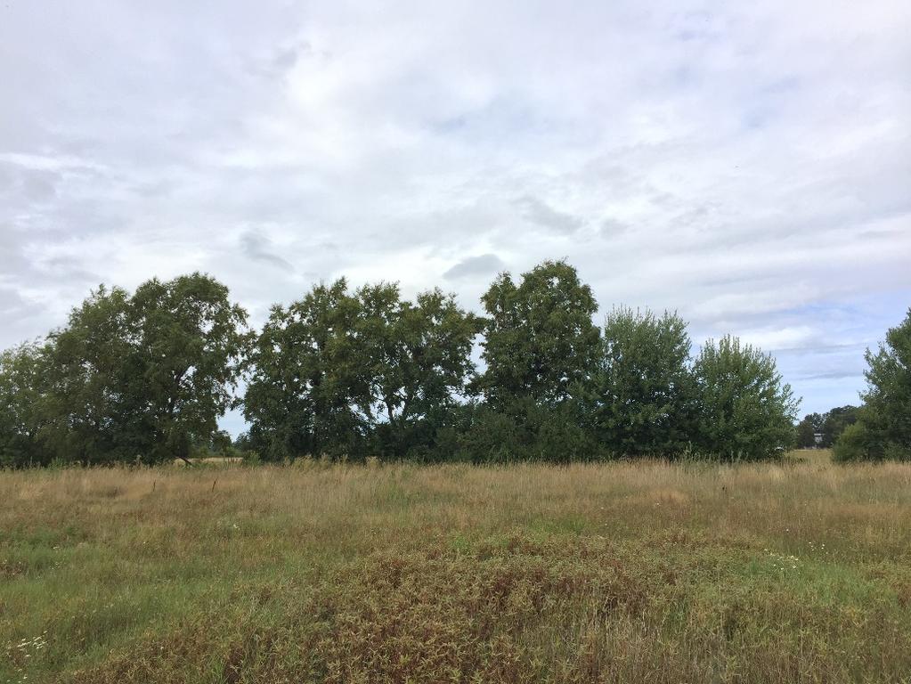 och lägre träd insprängda i och framför trädraden, vilka har en mindre stamdiameter. Asp, björk (fr.a. glasbjörk) och olika Salix-arter (t.ex. sälg och gråvide) dominerar i jämn fördelning.