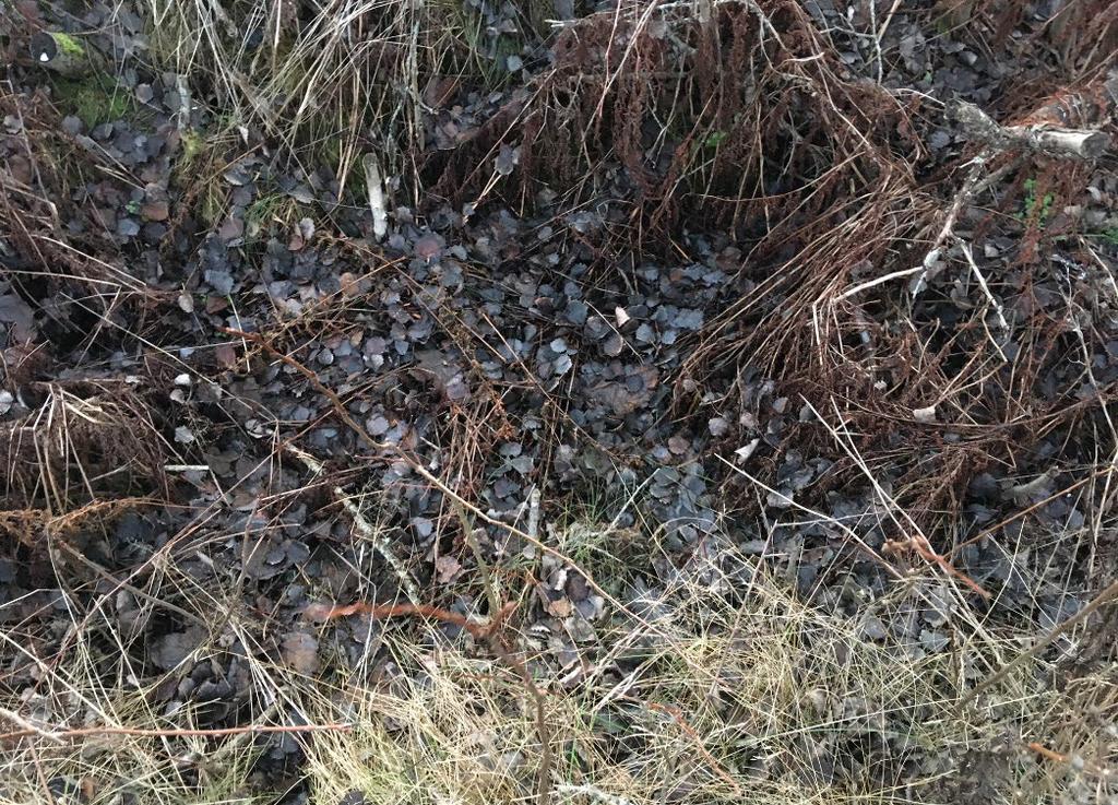 Bottnen är svagt fuktig och täckt med löv, men även av klen död ved i partier. Sly växer i och runt diket, som täcks helt av buskagets bladverk under sommarhalvåret.