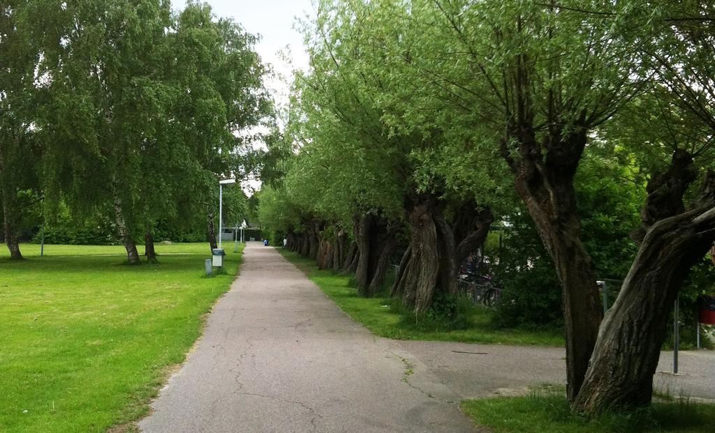Vegetation Planområdet kantas av lövträd och buskar. Inom den tidigare skoltomten finns även några mindre grupper och rader med träd.
