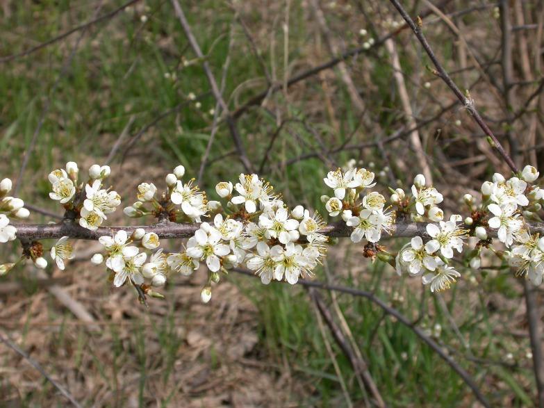 Slånet blommar.