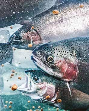 Välj Bernaquas produkter som startfoder för de mer krävande arterna. Sik, gös, stör och harr startas vanligen med Bernaquas produkter, och de finns också i lämplig storlek för regnbåge.