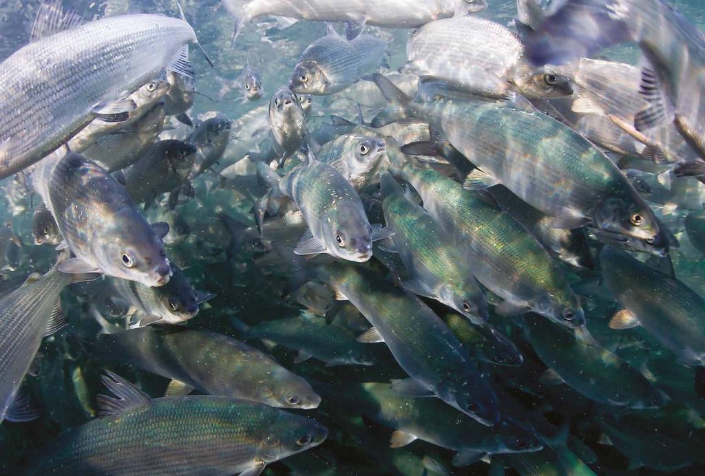 24 AquaMagasinet 1/18 FODER OCH 25 UTFODRING Nyheter inom sikfodren 2018 De första fiskfodren som anpassats speciellt för sik såg dagens ljus redan på 90-talet.