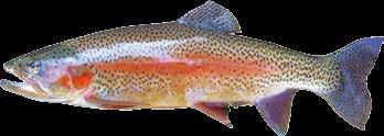 MSC (Marine Stewardship Council) certifikatet anses vara ett av de mest pålitliga systemen för att utvärdera fiskets hållbarhet.