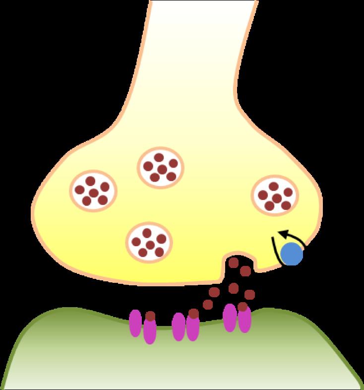 fentanyler Symptom CNS-depression Mios