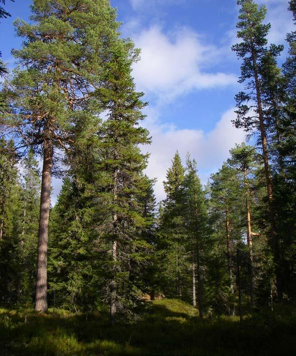 Beslut Datum 2015-06-08 511-2312 - 15 Dnr (anges vid skriftväxling) 1 / 11 Enligt sändlista Beslut för bildande av Storsvedbergets naturreservat Uppgifter om naturreservatet Naturreservatets namn: