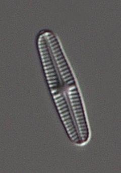 Nr Vattendrag År Status ACID ph-regim 9005 Norrveman 12 38 3,60 18,5 39,7 0,0 1 Hög 33,3 2,9 2 66 862 34 9 27 7,18 Nära neutralt 9005 Norrveman 13 43 3,22 19,0 26,6 0,7 1 Hög 14,9 1,1 0 76 828 32 30