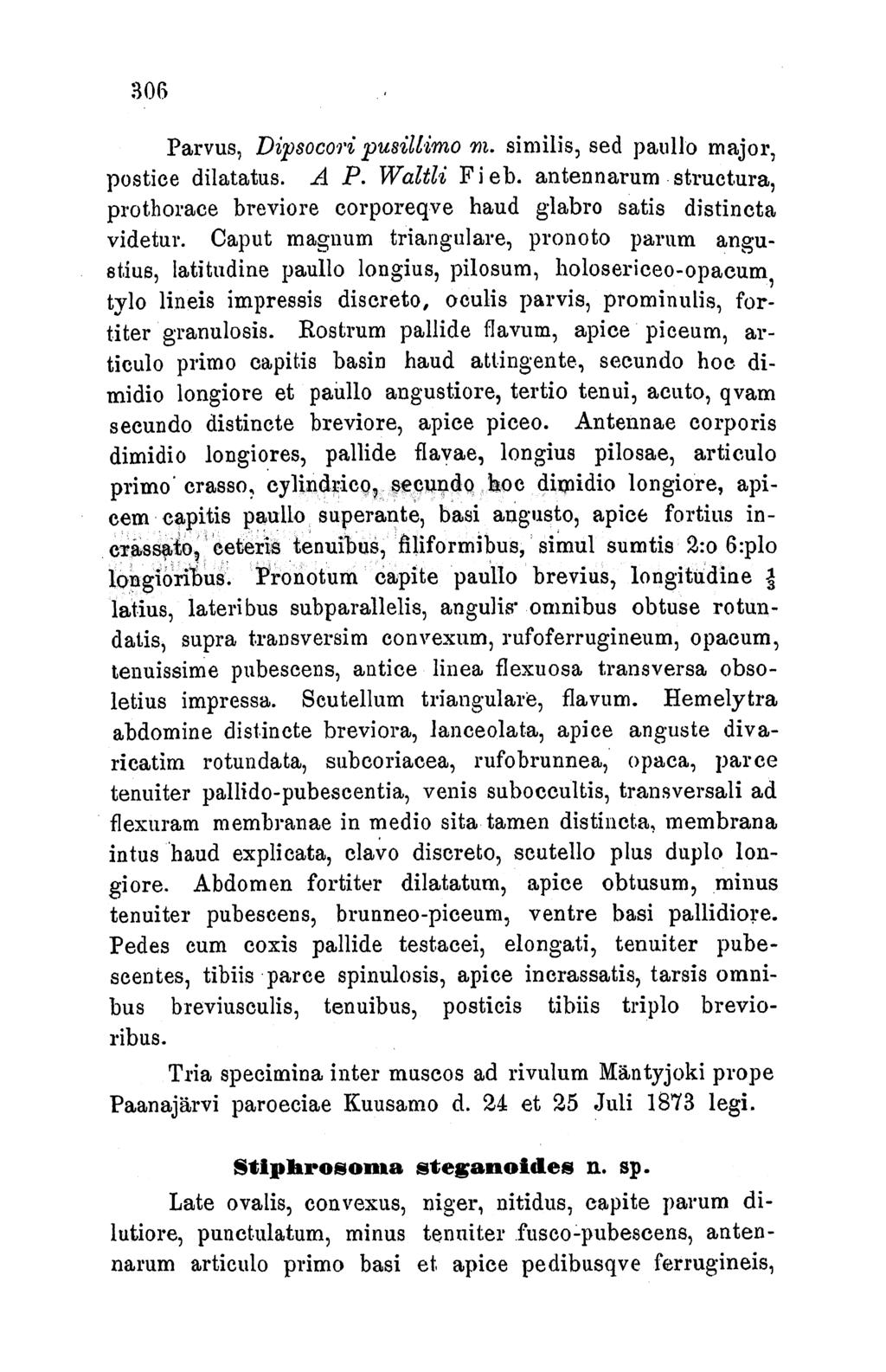 Parvus, Dipsocoari pusillimo rw. similis, sed paullo major, postice dilatatus. A P. Waltli F i eb. antennarum structura, prothorace breviore corporeqve haud glabro satis distincta videtur.