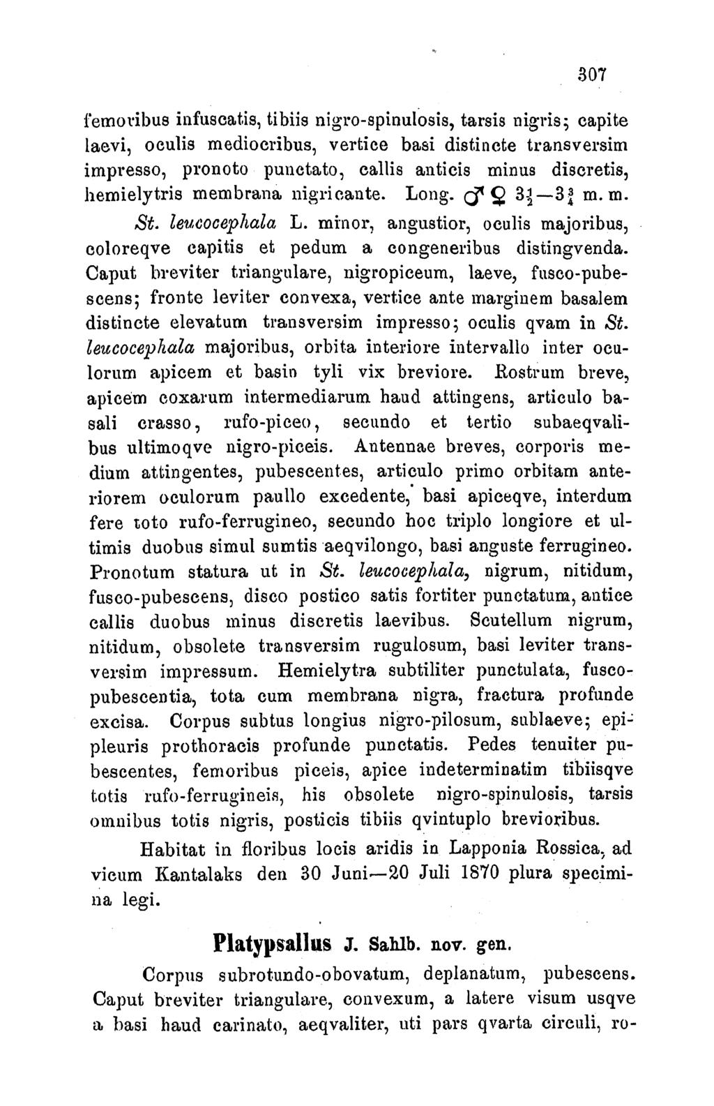 307 femnoribus infuscatis, tibiis nigro-spinulosis, tarsis nigris; capite laevi, oculis mediocribus, vertice basi distincte transversim impresso, pronoto punctato, callis anticis minus discretis,