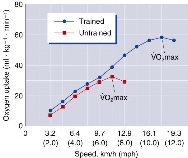 . Maximal Oxygen Uptake (VO 2 max) The upper