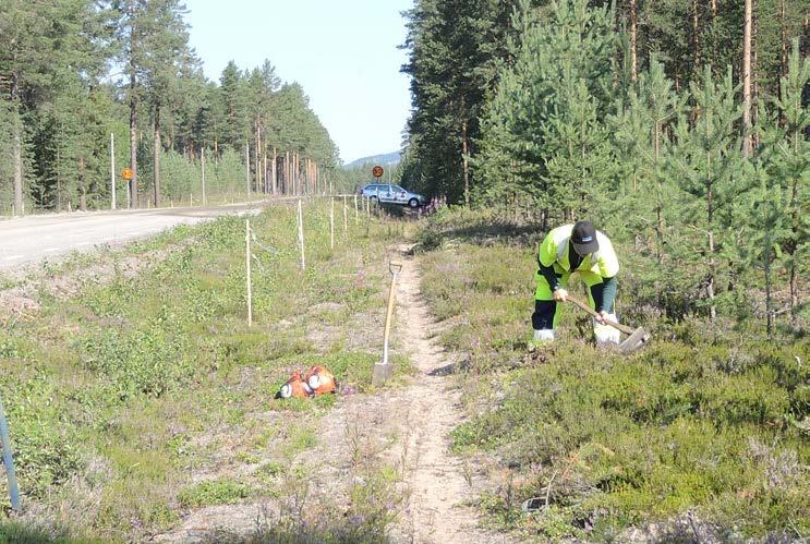 Rapport 2014:13 Etapp väg 555 Arkeologisk utredning etapp längs med väg 555, sträckan Sikfors-Älvsbyn, inom fastigheterna Sikfors 1:16, 1:21, 1:17, 1:18,