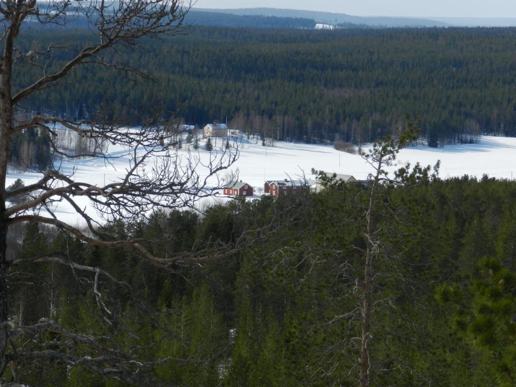 Skogen, det gröna guldet, ska