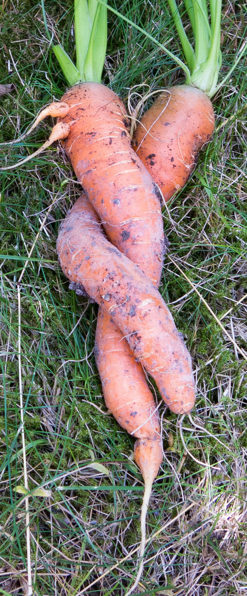 31/7 De odlar mat och gemenskap mitt i staden Odla grönsaker mitt i stan? Javisst, det går alldeles utmärkt!