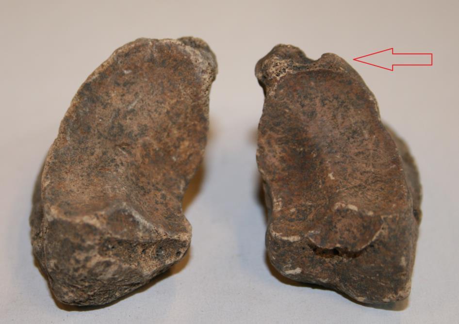 Av måtten att döma (Fig. 21) tillhör fyra tänder honor medan de tre största troligen härrör från galtar. Detta ger totalt fyra suggor och tre galtar i materialet. 5.