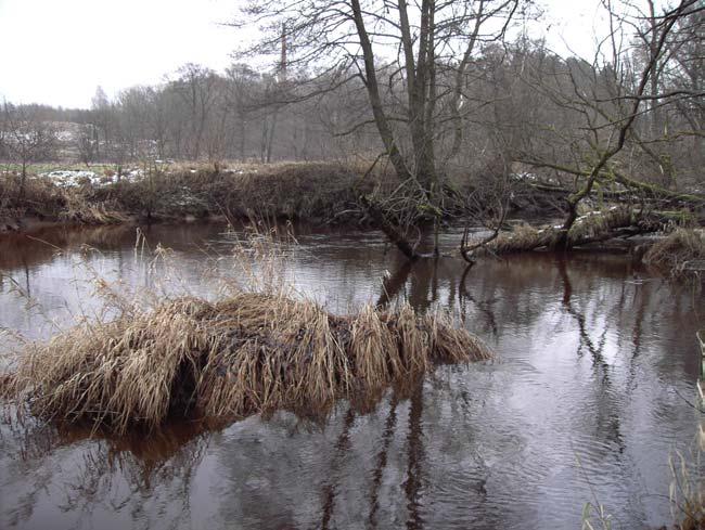 I samband med de förnyade provtagningarna i ån studerades den döda vedens inverkan på erosionen i vattendraget närmast läderfabriksområdet.