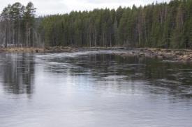 Flottledsrestaureringen gör det möjligt att skapa reproduktionsområden för både öring och harr. Tröskeln vid utloppet från Sundsjön bör byggas av naturligt material, vilket det finns gott om på plats.