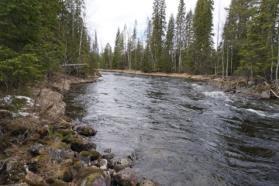 Utloppet från regleringsdammen vid Flåsjön. Flåsjöån. Vid regleringsdammen i Flåsjön finns ingen fiskväg och området nedanför dammen är hårt muddrat och kanaliserat.