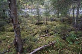 Åtgärd nr 2: Flottledsrestaureringar är nödvändiga i både den övre och nedre delen av Flåsjöån.