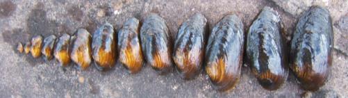 I den orörda ryska älven Varzuga på Kolahalvön, med världens största bestånd av flodpärlmussla, är laxen värd för mussellarverna.