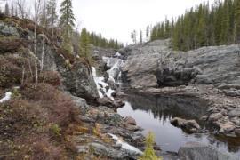 Ett av många problem för naturen vid nolltappning i vattendrag är att öring, som det fanns gott om i Korpån innan tunnelbygget, helt förlorat möjligheten till