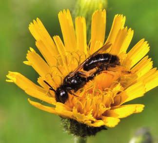 Totalt har nu närmare 100 vilda biarter noterats i trakten, vilket gör det till en av de artrikaste platserna i landet.