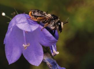 Ängsmetallvinge (Adscita statices) Violettkantad guldvinge (Lycaena