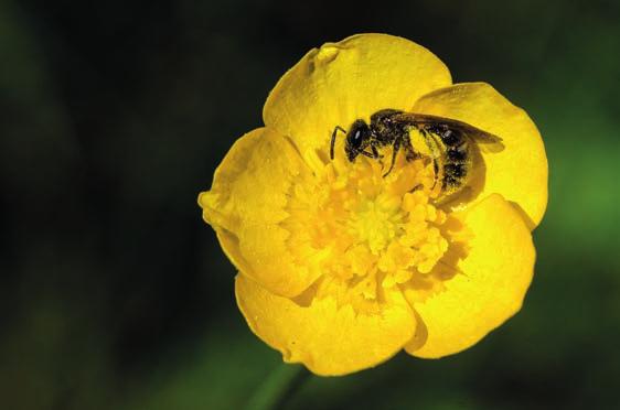 Enkla sätt att gynna pollinerare!